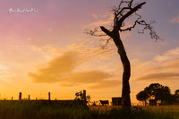 There's a cow |OFa1284|