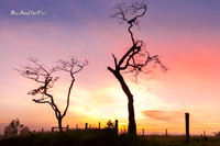 Yungaburra silouettes  |OFa1281|