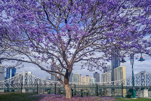 Jacaranda, Story Bridge, Brisbane |OFa1217|