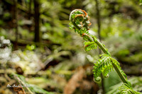 New growth |OFa1240|