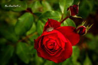 Insect and rose |OFa1526|