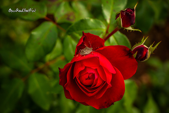 Insect and rose |OFa1526|