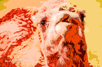 Kissing camel! |OFa1423|