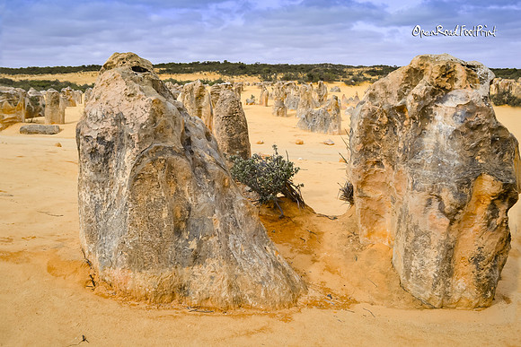 Pinnacles, Cervantes, Western Australia |OFa1166|