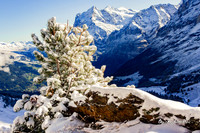 Love at frost sight. |OFa1019|