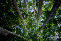 Tree gathering |OFa1229|