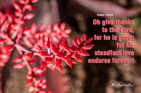 Oh give thanks to the Lord … |OFa1346|