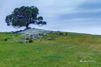 Tree. |OFa1315|